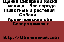 Щенки Сибиркой Хаски 2 месяца - Все города Животные и растения » Собаки   . Архангельская обл.,Северодвинск г.